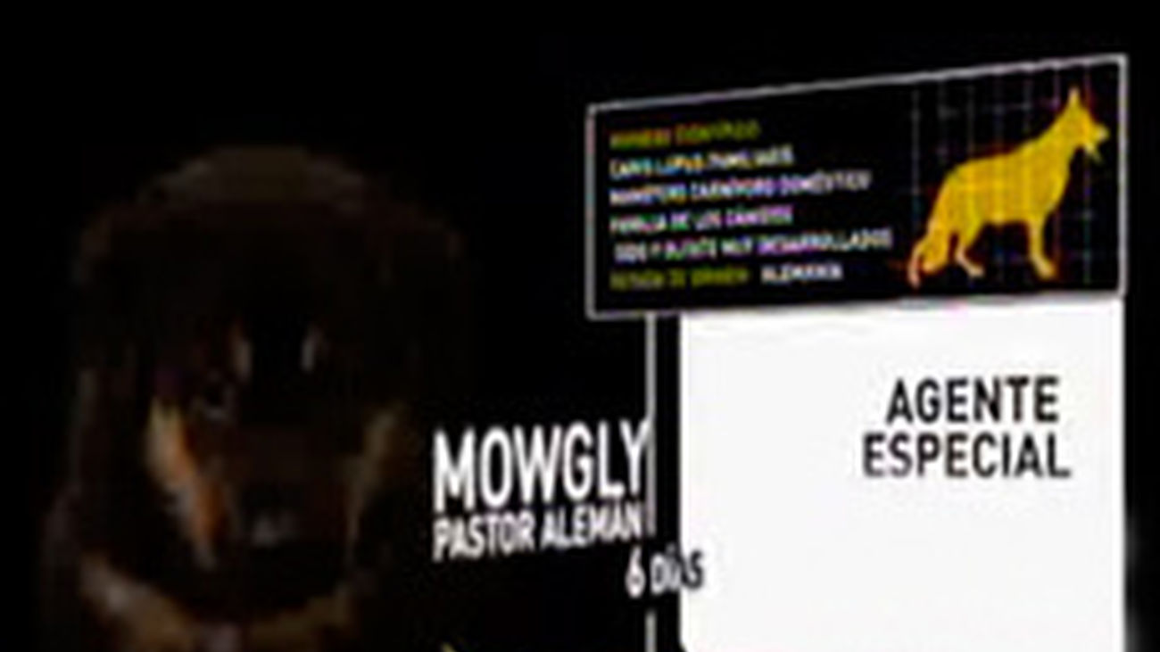 Logo agente especial
