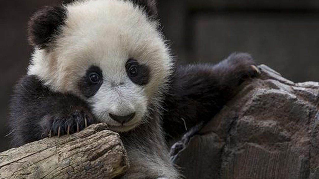 El Mejor Trabajo Del Mundo: Abrazador De Osos Panda