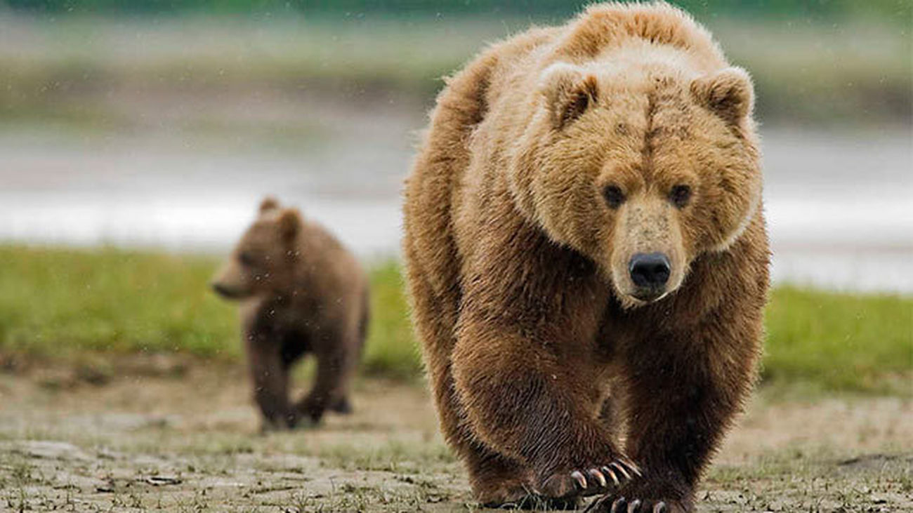 BBC Osos Grizzly