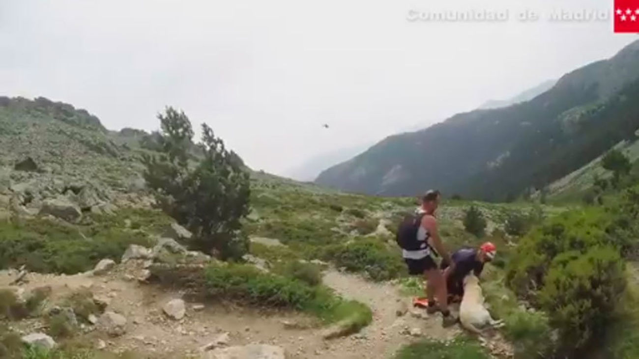 El GERA repcupera a un perro deshidratado en Navacerrada