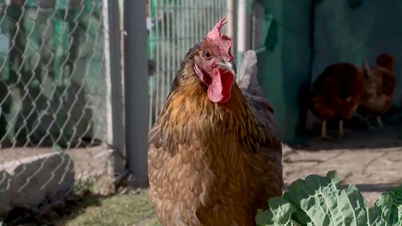 Apadrina Una Gallina