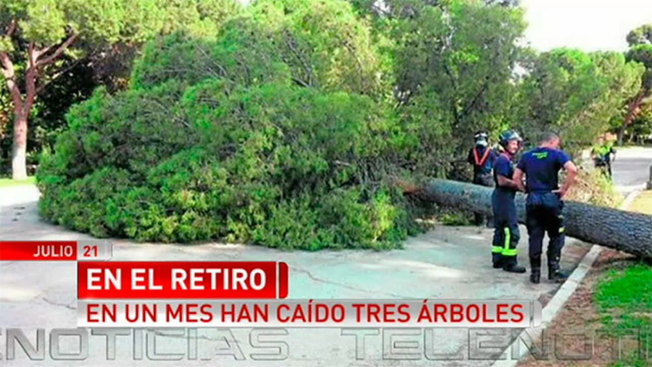 Herida por un árbol en el Parque de El Retiro