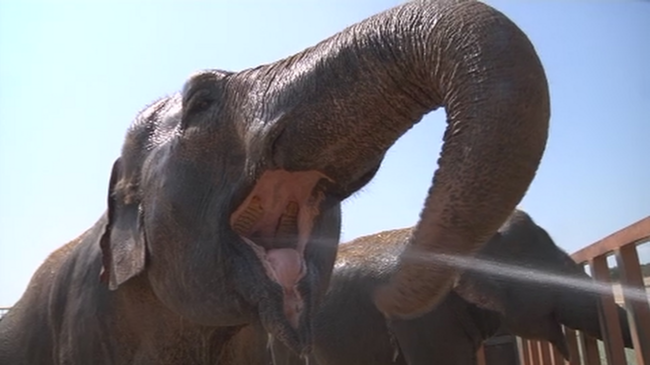 Elefante asiático bañándose y bebiendo agua