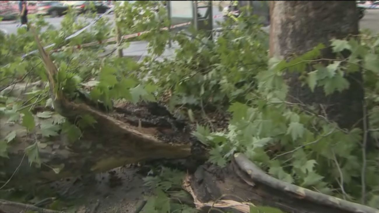 Caída de un árbol en la Puerta de Alcalá