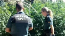 Liberadas ocho personas obligadas a vigilar una plantación de marihuana