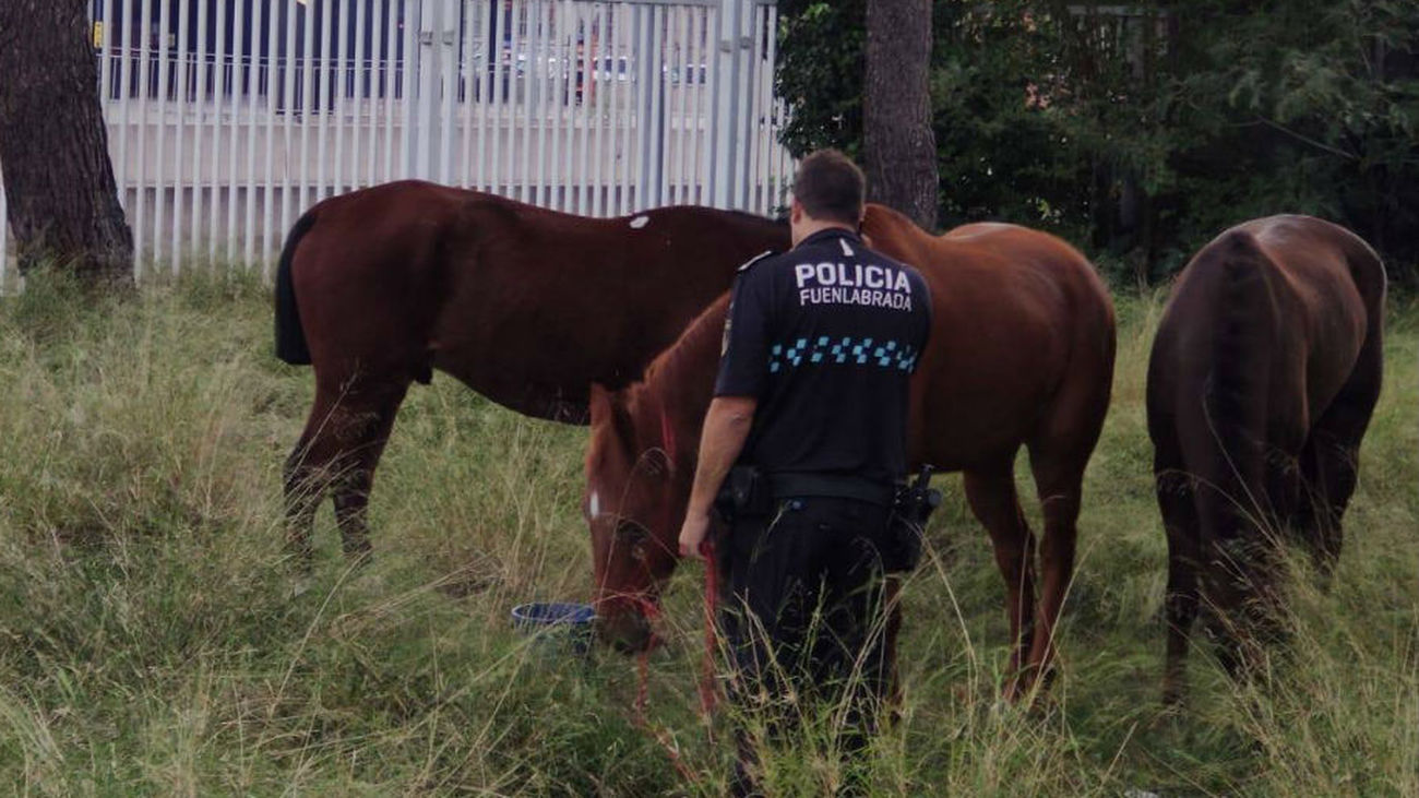 Caballos sueltos por la carretera M-506