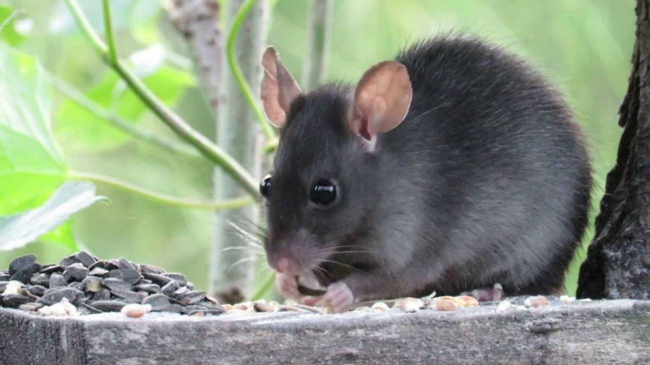 Las ratas invaden Madrid