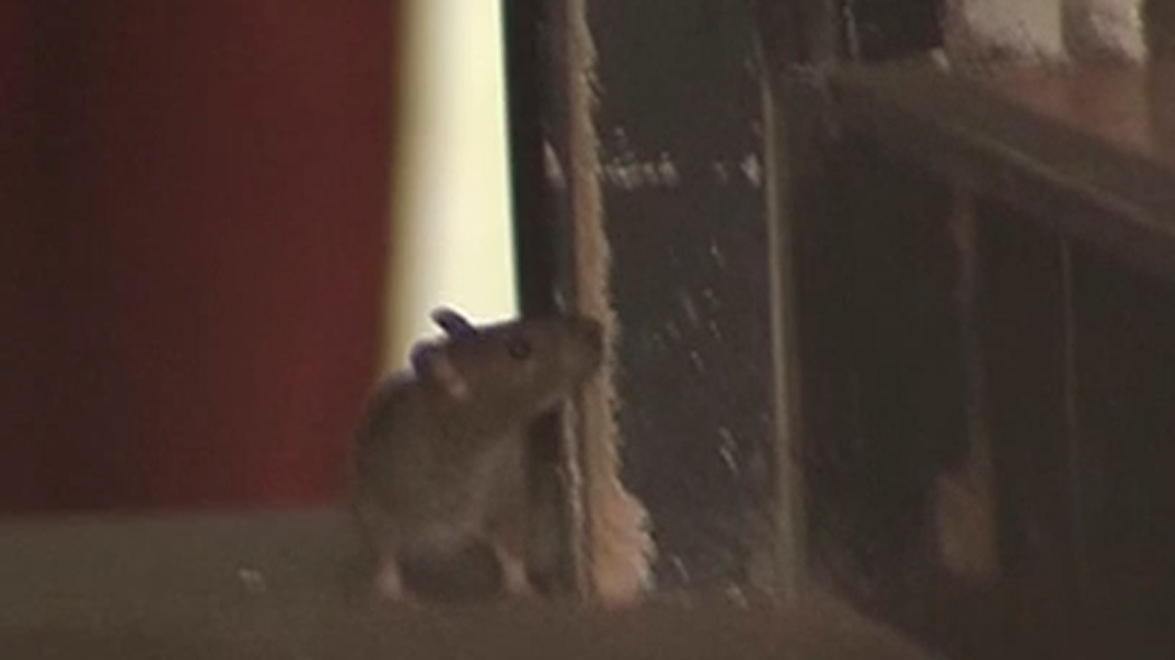 Ratas y cucarachas en una pizzería del centro de Madrid descubiertas por casualidad por la Policía