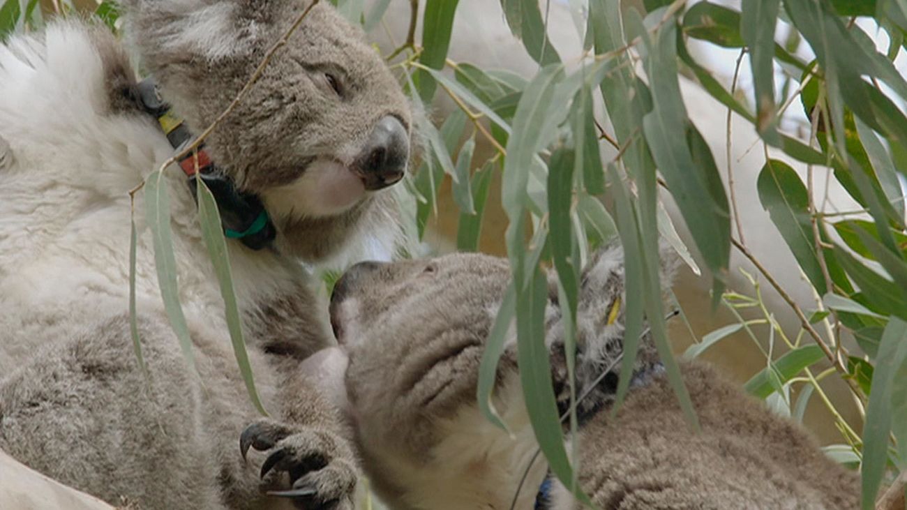 Son adorables... pero además tienen mucho que mostrar. Es 'La vida secreta de los koalas'
