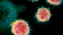 El coronavirus podría llevar años circulando entre humanos sin haberse activado hasta ahora