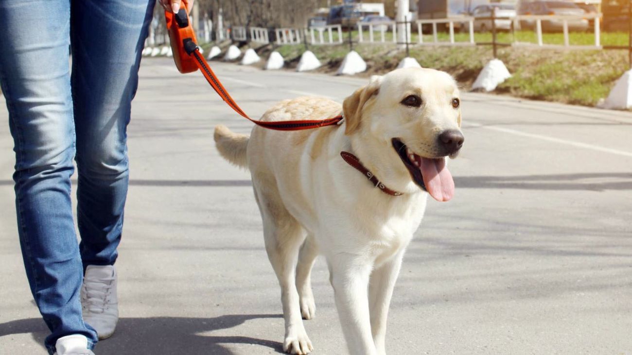 Paseo del perro
