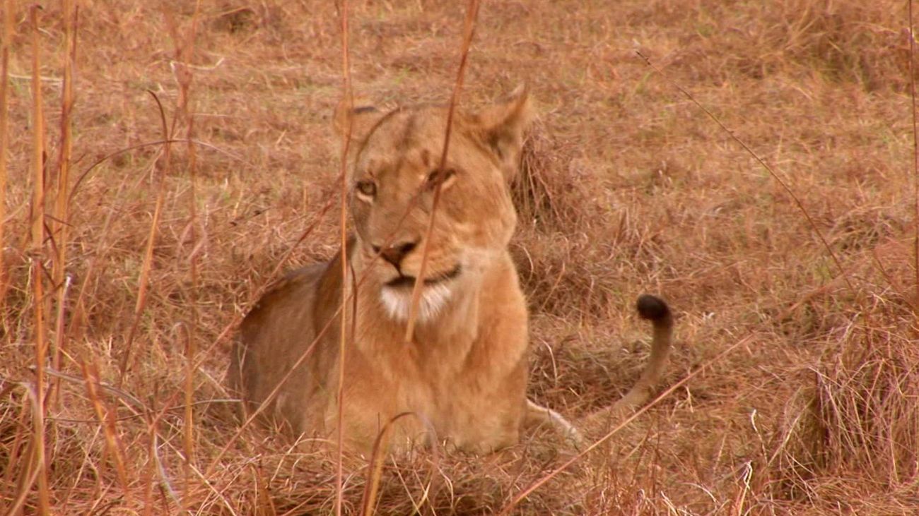 Imagen de una leona africana