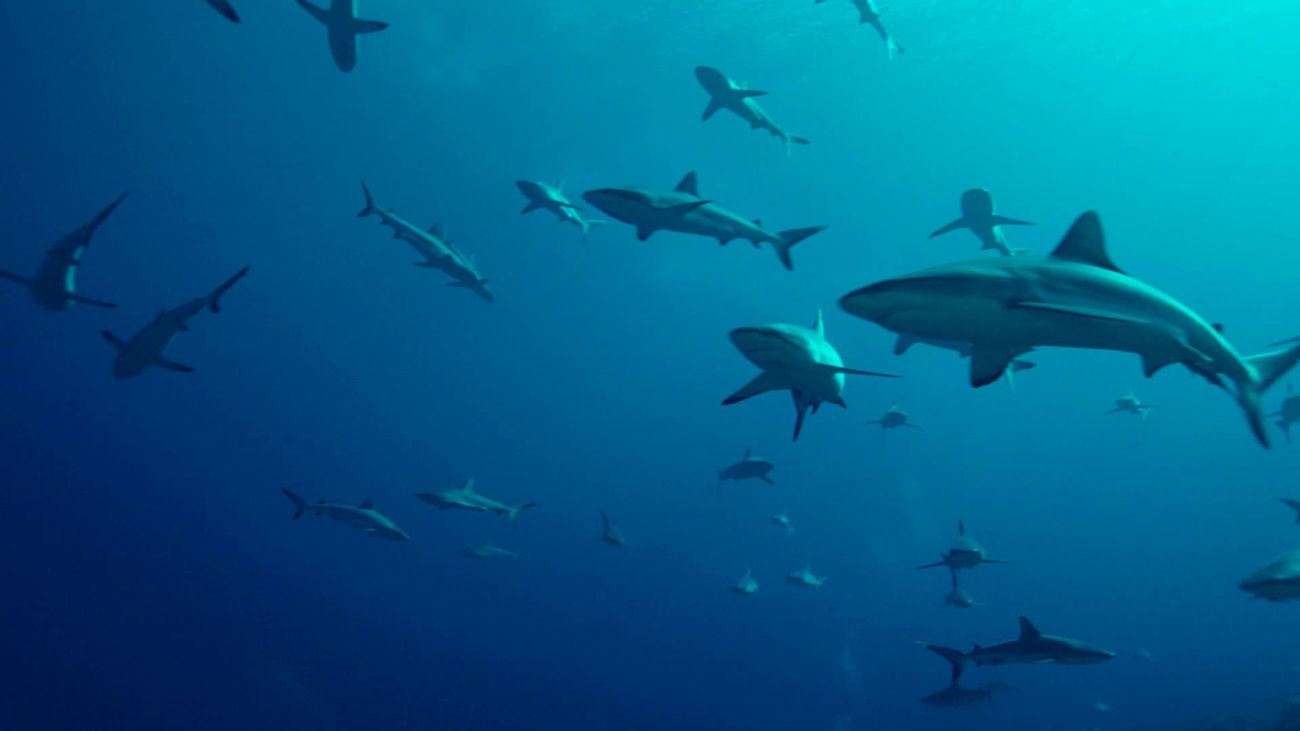 'Enjambre de tiburones', en Docustar