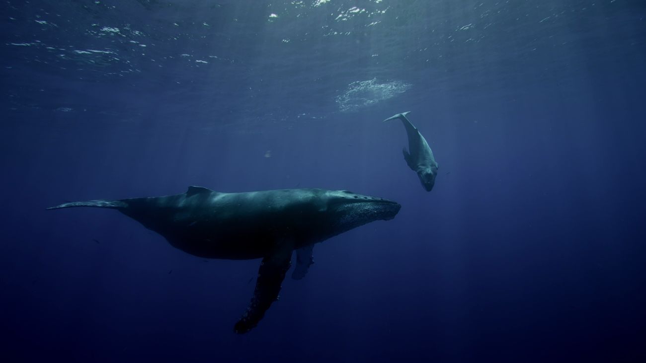 Escena del documental 'Historia de la vida'