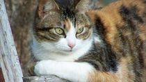 Detectan el primer caso de gato infectado por coronavirus en España