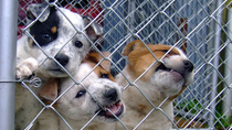 Aumenta el abandono de perros con la desescalada del coronavirus