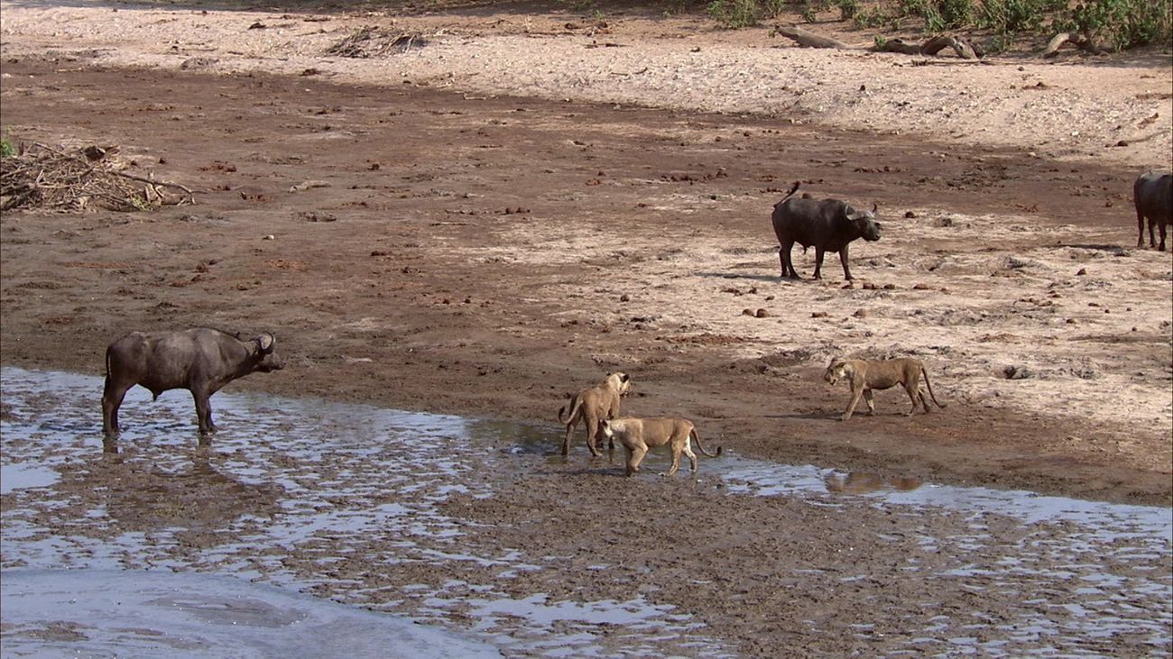 Escena del documental 'El parque de los depredadores'