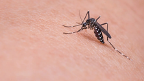 Remedios naturales para combatir a los mosquitos