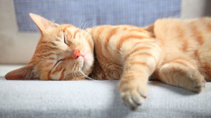 Los animales más perezosos del planeta