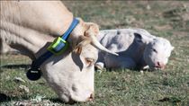 El Boalo-Cerceda-Mataelpino equipara a vacas, caballos, ovejas y cabras con GPS