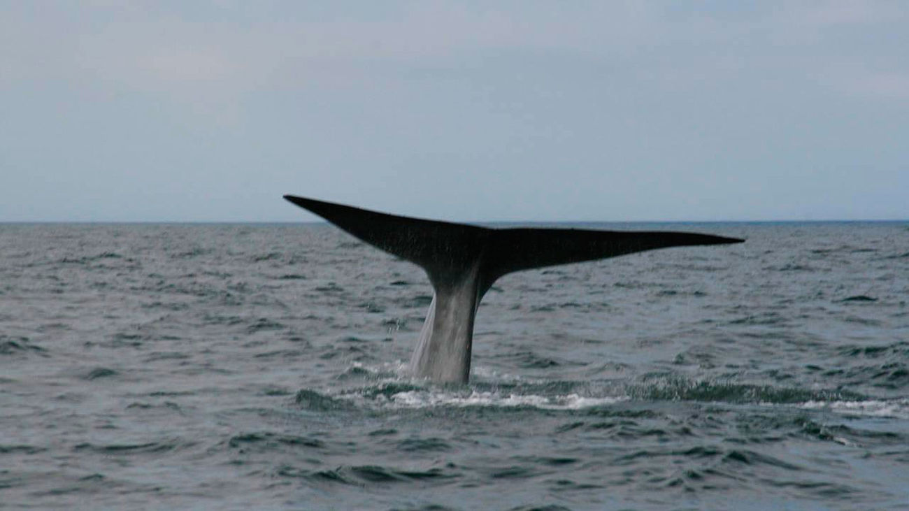 Escena del documental 'En busca de la ballena azul'