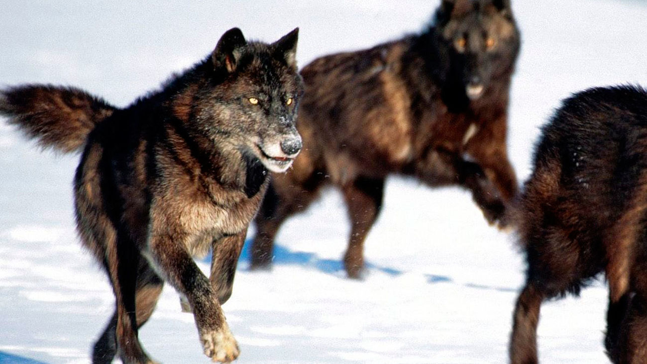 Escena del documental 'La llegada del lobo negro'