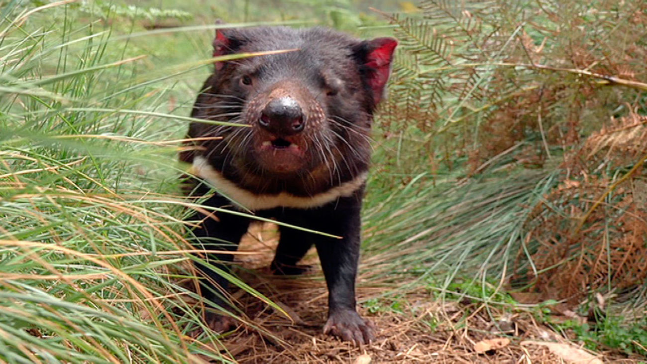 Escena del documental 'La vida secreta del diablo de Tasmania'