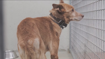 Conocemos la protectora de animales ANAA