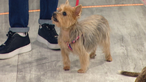 Lala y Xira, dos perras en busca de un nuevo hogar
